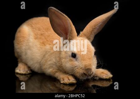 Niedliche rot orange braun rex Kaninchen auf schwarzem Hintergrund isoliert Stockfoto