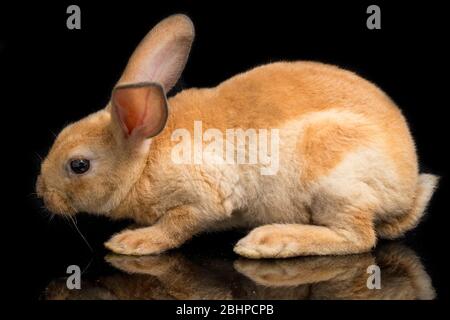 Niedliche rot orange braun rex Kaninchen auf schwarzem Hintergrund isoliert Stockfoto