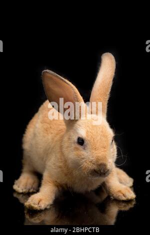 Niedliche rot orange braun rex Kaninchen auf schwarzem Hintergrund isoliert Stockfoto