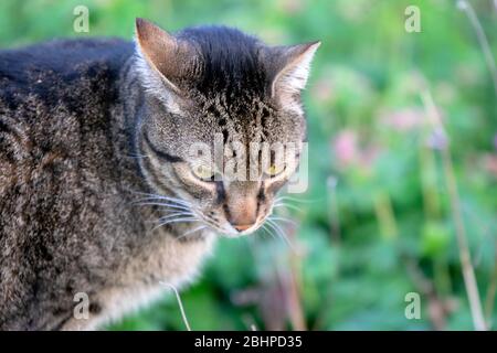 Nahaufnahme EINER Hauskatze Stockfoto