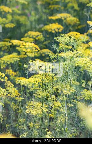 Hintergrund mit Dill Regenschirm Nahaufnahme. Gartenanlage. Duftender Dill im Garten Stockfoto