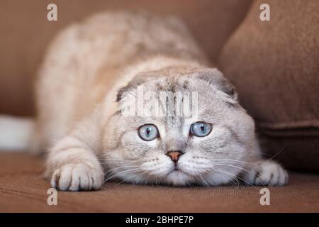 Lustige Katzen mit großen blauen Augen auf dem Sofa zu Hause. Stockfoto