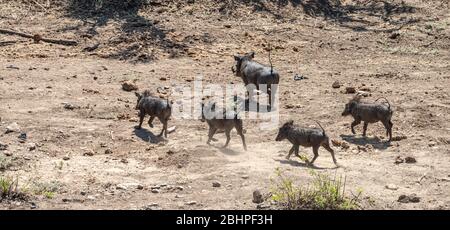 Gewöhnliche Warzenschweine (Phacochoerus africanus), die im Kruger Nationalpark, Südafrika, entdeckt wurden Stockfoto