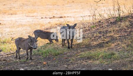 Gewöhnliche Warzenschweine (Phacochoerus africanus), die im Hwange Nationalpark, Südafrika, entdeckt wurden Stockfoto