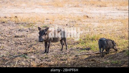 Gewöhnliche Warzenschweine (Phacochoerus africanus), die im Hwange Nationalpark, Südafrika, entdeckt wurden Stockfoto