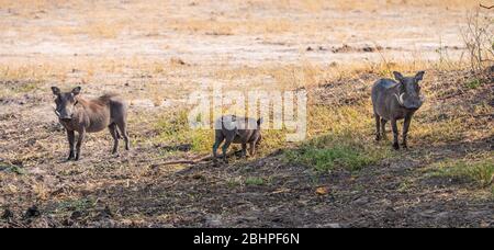 Gewöhnliche Warzenschweine (Phacochoerus africanus), die im Hwange Nationalpark, Südafrika, entdeckt wurden Stockfoto