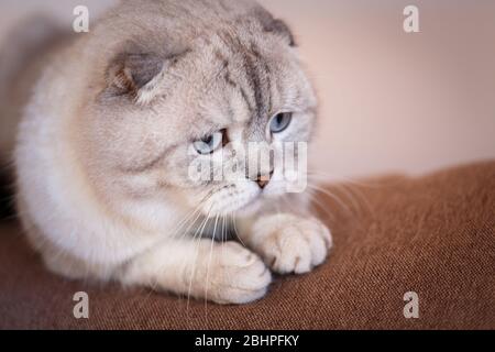 Graue Katze der schottischen Rasse. Konzept der Haustiere. Porträt einer Katze. Stockfoto
