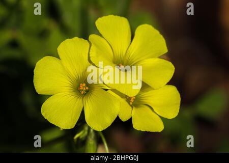 Oxalis pes caprae, gelbe Bermuda-Butterblume Stockfoto