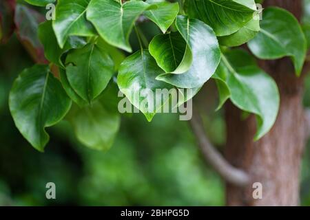 Nahaufnahme von Callery Birnenblätter Stockfoto