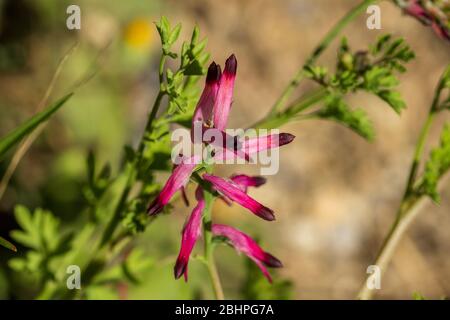 Fumaria sp. Fumitive Pflanze in Blume Stockfoto