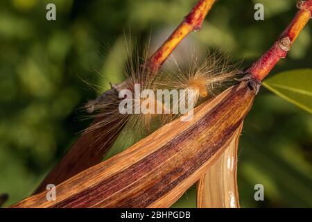 Nerium Oleander Seed Pods Stockfoto