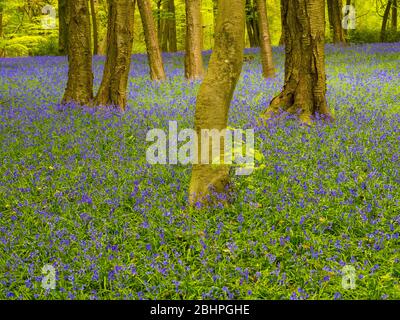 Spring Bluebell Woodland, Pockets Piece Wood, Checkendon, Oxfordshire, England, UK, GB. Stockfoto