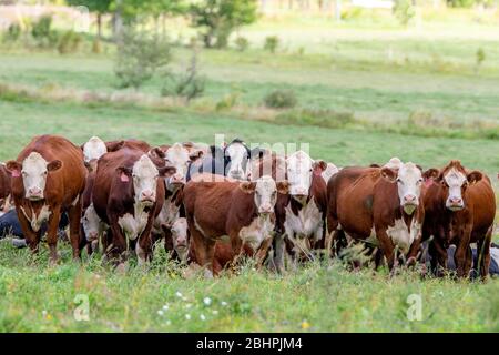 Eine Herde Rinder auf einem Feld. Die Kühe schauen alle auf die Kamera. Die meisten sind braun und weiß, aber einer ist schwarz und weiß. Sie haben nummerierte Ohrmarken Stockfoto