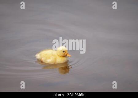 Flauschige gelbe Ente schwimmen im Wasser an einem sonnigen Tag Stockfoto