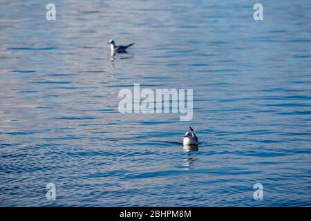 Möwenvogel schwimmt, ruhig Vistonida See blaues Wasser, Porto Lagos, Xanthi Region, Nordgriechenland, Kontrastbild, schöne Natur, Wildlife Moment. Verschwommene Silhouette eines anderen Tieres im Hintergrund Stockfoto