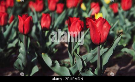 Schöne rote Tulpen im Garten an sonnigen Tag. Blumen Pflanzen in der Stadt. Großformat Foto. Verschwommenes Foto. Stockfoto