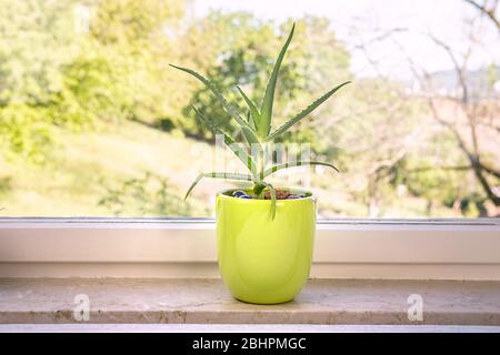 Aloe Vera Pflanze in Blumentopf auf der Fensterbank. Interieur mit Hauspflanze in einem grünen Topf. Sukkulente Pflanze zu Hause. Stockfoto