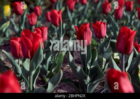 Schöne rote Tulpen im Garten an sonnigen Tag. Blumen Pflanzen in der Stadt. Floraler Hintergrund. Stockfoto