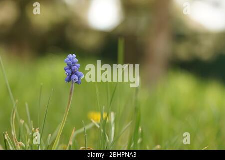 Kleine blaue Blume mit runden blühenden Zwiebeln im Frühlingsgarten mit grünem Gras. Stockfoto