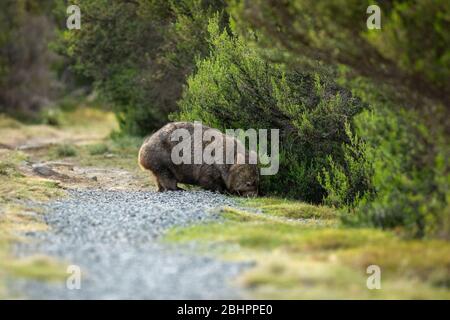 Ein Wombat im Cradle Mountain National Park Stockfoto