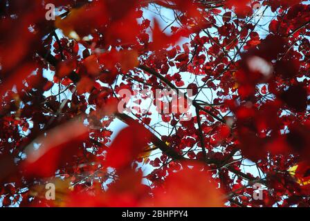 Bunte rote Blätter einer Kupferbuche im Herbst Stockfoto