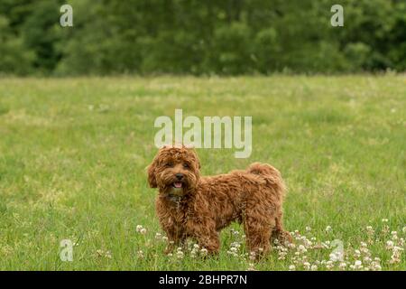 Ein roter Doodle-Hund auf einem grasbewachsenen Feld Stockfoto