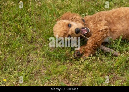 Ein Pudel mischen Kauen auf einem Stock Stockfoto