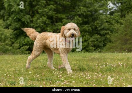 Ein goldener Kritzel, der auf einer grünen Wiese läuft Stockfoto