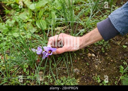 Mann, der nach unten greift, um lila Safranblumen, Crocus sativus, zu pflücken, wächst im Freien in einem Feld, das für ihre begehrten teuren roten Filament kultiviert wird Stockfoto