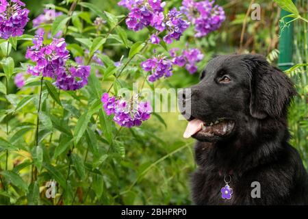 Ein neufundländer vor lila Phlox Stockfoto