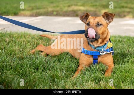 Ein Schäferhund trägt ein Geschirr, das im Gras liegt Stockfoto