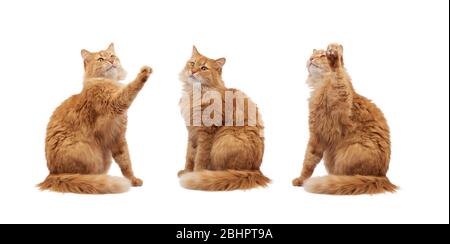 Erwachsene flauschige rote Katze sitzt und hob seine Vorderpfoten auf, Imitation, jedes Objekt zu halten, Tier auf einem weißen Hintergrund isoliert, verschiedene Posen Stockfoto