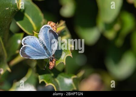 Holly Blue Schmetterling auf Stolly ii Oberflügel. April 2020 Stockfoto