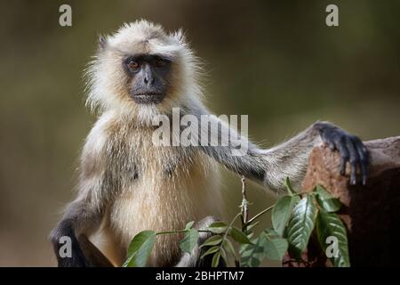 Hanuman Langur oder graues Langur-Porträt, im Ranthambhore Wald, Rajasthan, Indien. Stockfoto