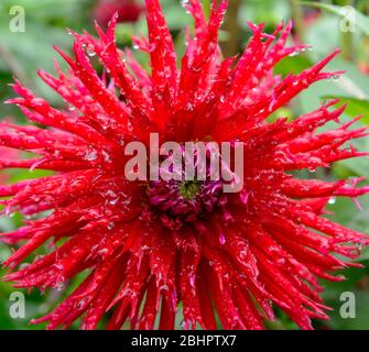 Nahaufnahme eines einzelnen roten Dahlia-Blütenkopfes mit Wassertropfen auf den Blütenblättern Stockfoto