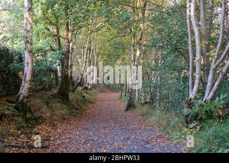 Herbstansicht eines Wanderwegs durch Silver Birch Trees in Strid Woods in der Nähe von Bolton Abbey, North Yorkshire Stockfoto