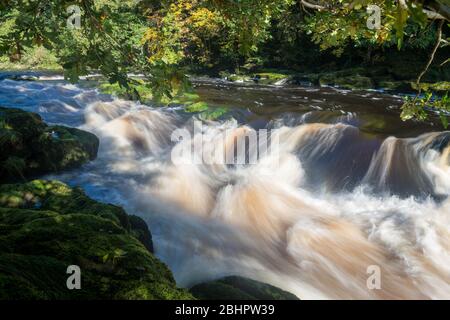 Schnell fließende Stromschnellen am River Wharfe über dem Strid, in der Nähe von Bolton Abbey, Yorkshire Dales National Park Stockfoto