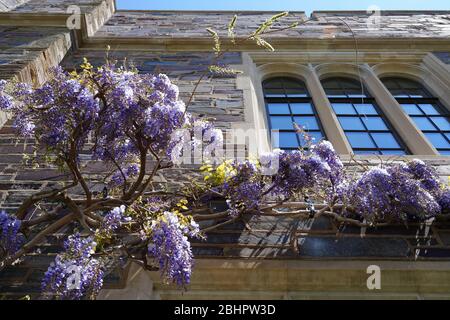 Lila Glyzinien Blüten in Blüte hängen von der Rebe an einer Ziegelmauer Stockfoto