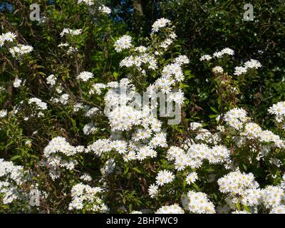 Reveley Lodge Gardens, Herfordshire, Großbritannien. Wunderschönes viktorianisches Haus, Gärten und Teestuben. Herrliche Tier- und Pflanzenwelt. Bienenkörbe, Teich und Küchengarten Stockfoto