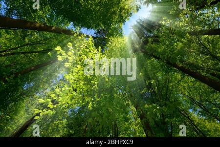 Strahlen des Lichts, die wunderschön durch das grüne Laub fallen und die Landschaft eines wunderschönen üppigen Baumes in einem Wald verbessern Stockfoto