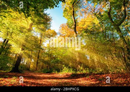 Bunte Herbstwaldlandschaft mit warmen Sonnenstrahlen, die das Laub erhellen, und ein Pfad, der durch die Bäume führt Stockfoto