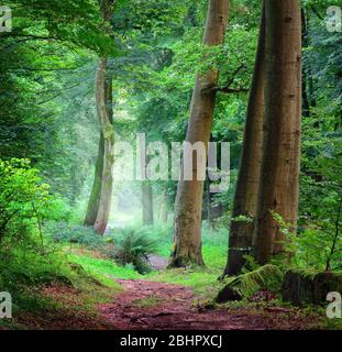 Ruhige Landschaft in einem grünen Wald, Landschaft mit weichem, kühlem Licht, das durch den Nebel fällt, mit einem Pfad, der durch die Bäume führt Stockfoto