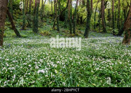 Courtmacsherry, West Cork, Irland. April 2020. Ein Teppich aus wildem Knoblauch blüht in Courtmacsherry Woods. Credit: AG News/Alamy Live News Stockfoto