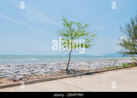 Ein Baum an der Fels- und Betonküste, der von Menschen zum Schutz der Stranderosion in Pranburi Thailand 12. Mai 2018 gemacht wurde Stockfoto