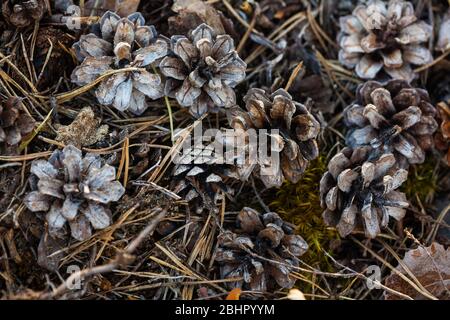 Kiefernzapfen auf dem Waldboden in der Nähe des Sees Vansjø in Østfold, Norwegen. Stockfoto