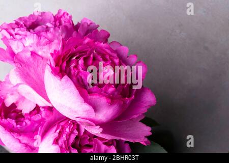 Pion-förmige Rosen, ein Blumenstrauß der Pion-förmige Rosen auf grauem Hintergrund isoliert, rosa Pion-förmige Rosen. Geschenk für Valentinstag und März 8. Rosen Stockfoto