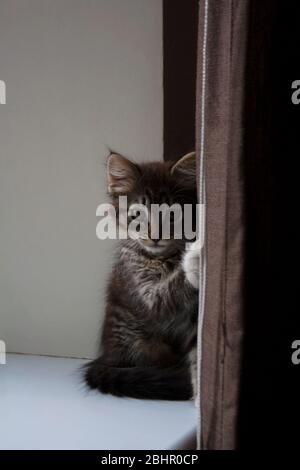 Kleine tabby Kätzchen versteckt sich hinter braunen Baumwolle Fenstervorhang Stockfoto