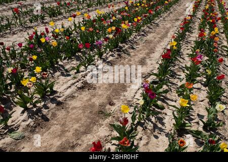 27. April 2020, Niedersachsen, Göttingen: Blühende Tulpen stehen auf trockenem Boden in einer Blumenwiese zum Selbsterpflücken. Foto: Swen Pförtner/dpa Stockfoto