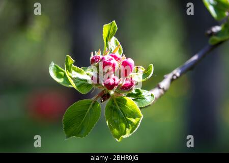 Apfelbaum in der Blütezeit, Blütezeit Stockfoto