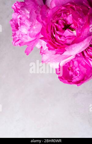 Pion-förmige Rosen auf grauem Hintergrund isoliert, selektive konzentrieren. Rosa pion-förmige Rosen. Blumen für Valentinstag und März 8, Kopie Raum Stockfoto